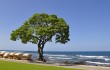beachside cabanas and Heliotrope Beach Tree