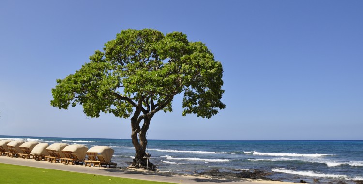beachside cabanas and Heliotrope Beach Tree